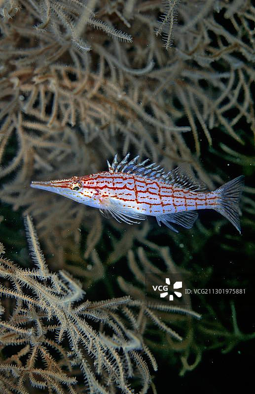 红海长鼻鹰鱼图片素材