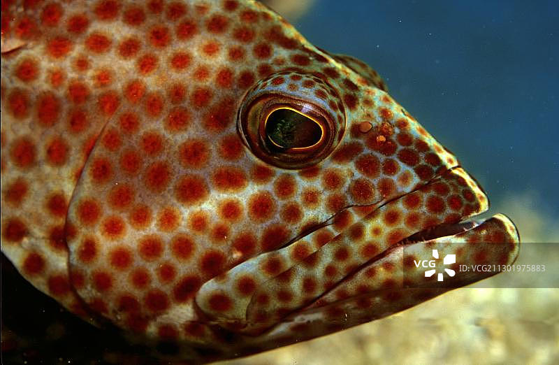 加勒比海虎斑石斑鱼图片素材