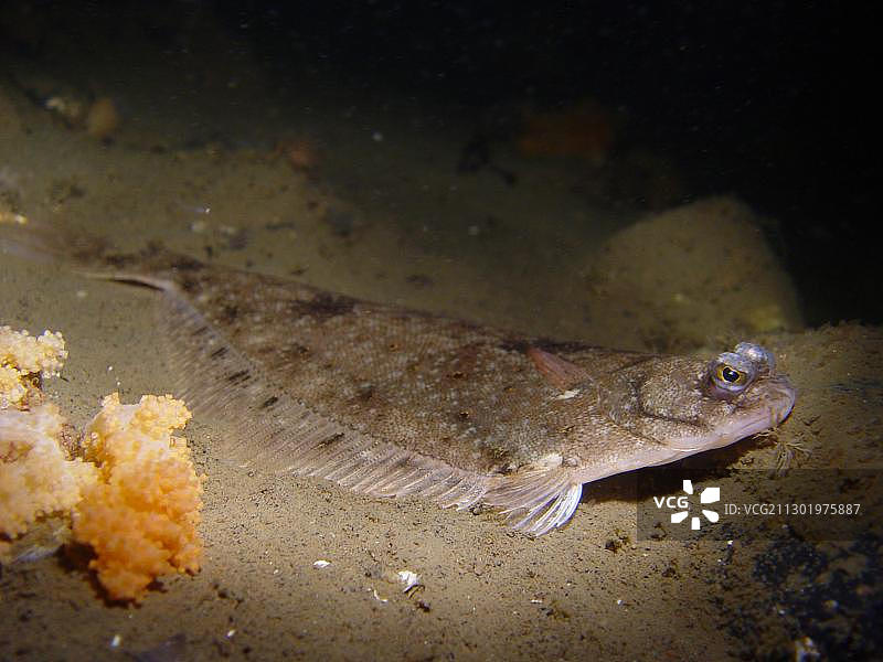 欧洲鲽鱼，白海图片素材