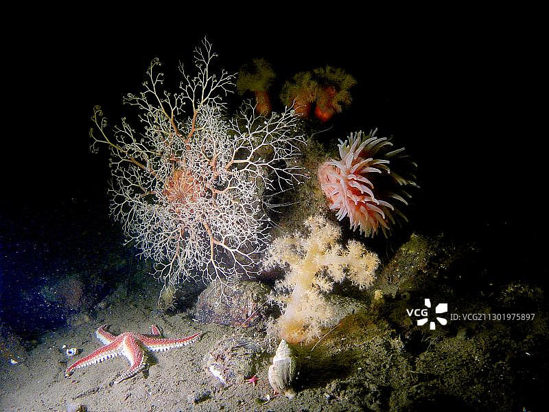 水下海洋生物，白海，卡累利阿，俄罗斯，欧洲图片素材