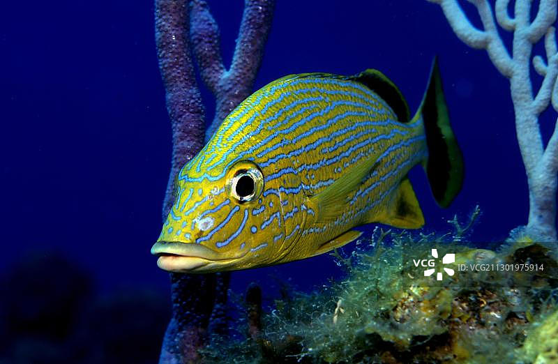 蓝条石鲈，古巴，加勒比海，美洲，中美洲图片素材