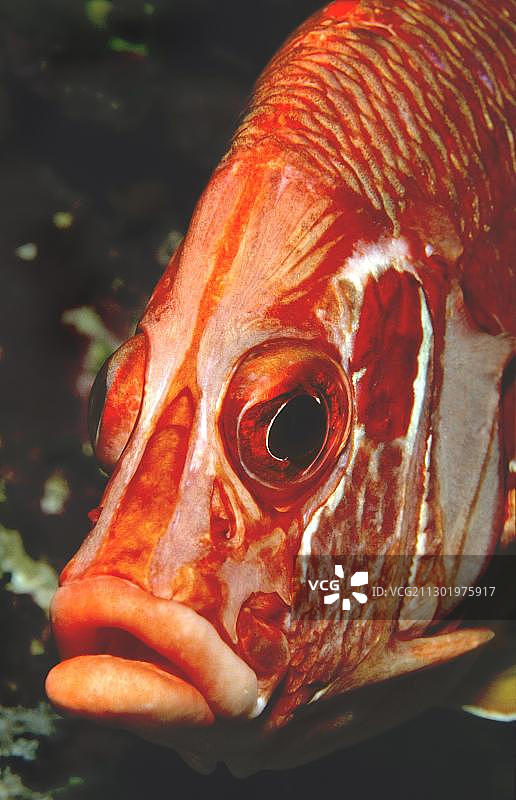 巨型松球鱼，印度尼西亚，亚洲图片素材