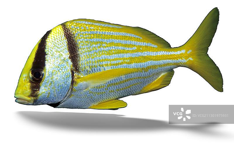 北大西洋猪鱼，加勒比海，美洲图片素材