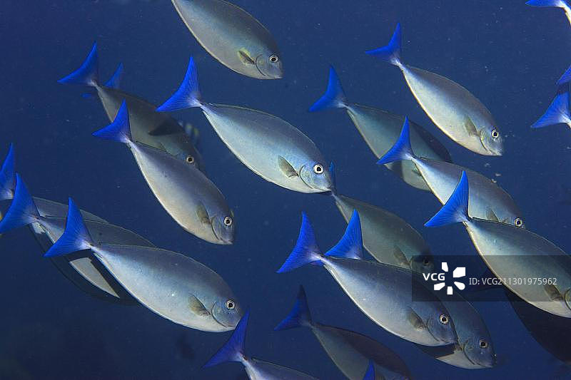 六棘鼻鱼，印度尼西亚，亚洲图片素材