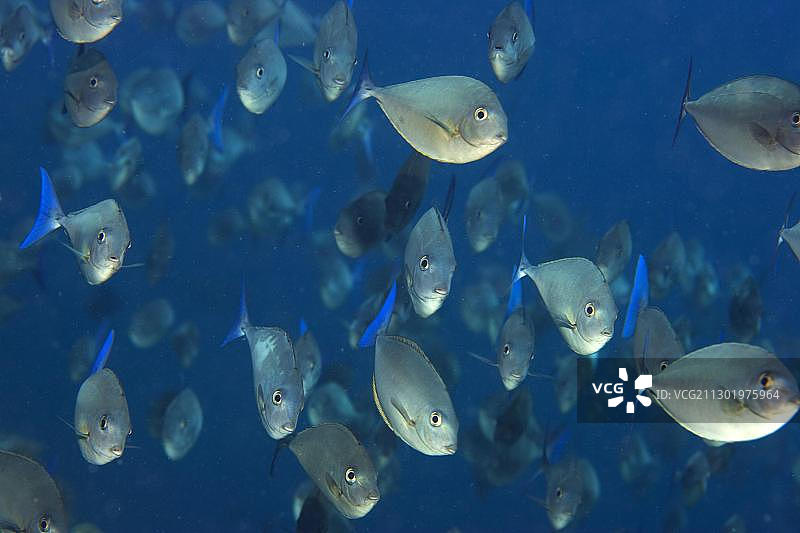 六棘鼻鱼，印度尼西亚，亚洲图片素材