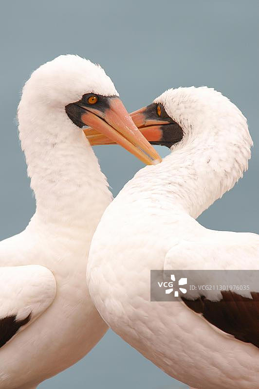 戴胜鸟，加拉帕戈斯群岛，厄瓜多尔，南美洲图片素材