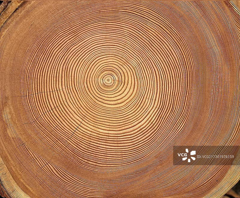 树干横截面：年轮图片素材