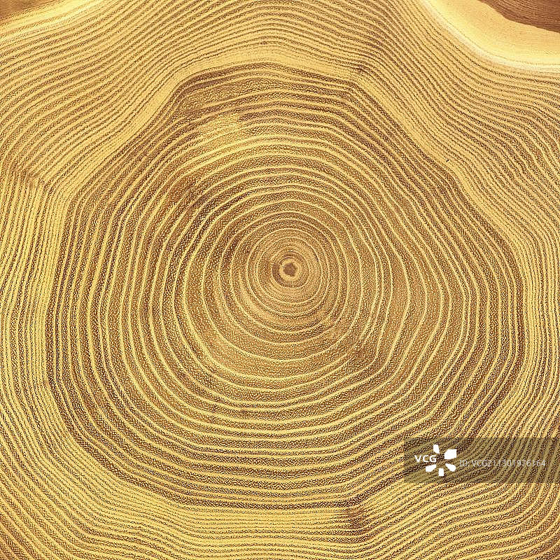 落叶松树干横截面：年轮图片素材