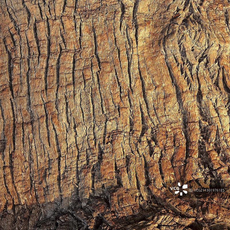 橡树皮细节图片素材