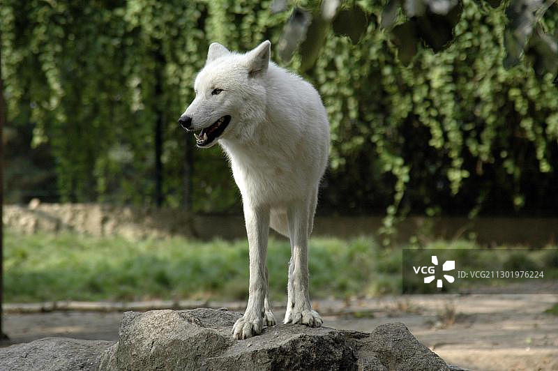 柏林动物园的灰狼图片素材