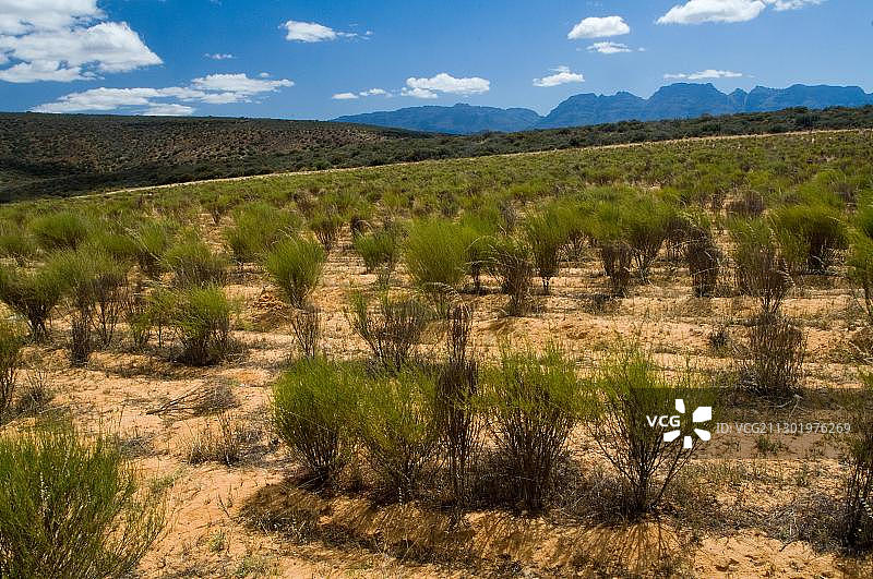 南非克兰威廉的Rooibos茶（Aspalathus linearis）种植园图片素材