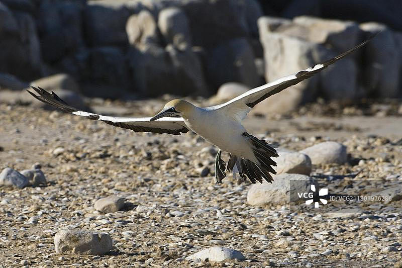 飞行中的北方塘鹅，兰伯特湾，南非，非洲图片素材
