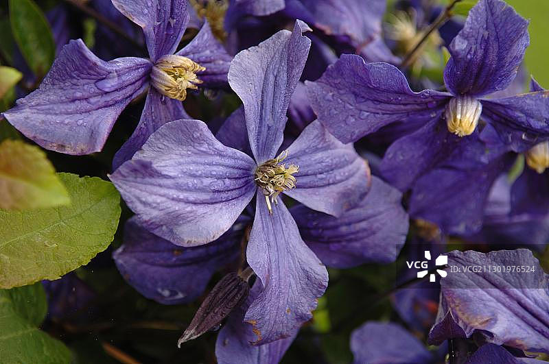 中国紫菀图片素材