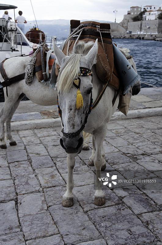 希腊萨罗尼克群岛伊兹拉岛上的驴图片素材