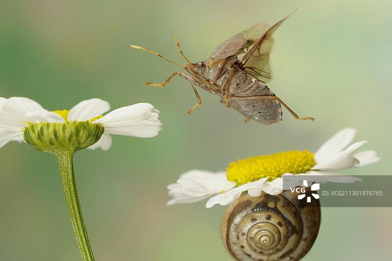 飞行中的椿象或盾椿（Arma custos）图片素材