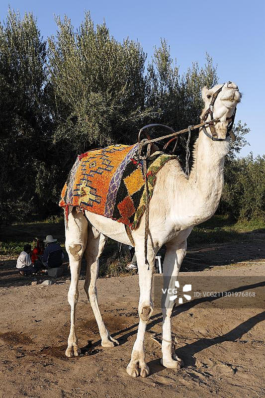 单峰骆驼等待游客，梅纳拉花园，马拉喀什，摩洛哥，非洲图片素材