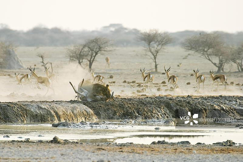 非洲博茨瓦纳马卡迪卡迪盐沼国家公园内，正在捕猎跳羚的母狮图片素材