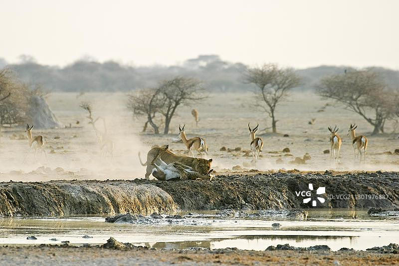 非洲博茨瓦纳马卡迪卡迪盐沼国家公园内，正在捕猎跳羚的母狮图片素材