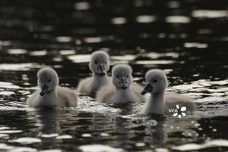 水中幼年疣鼻天鹅图片素材