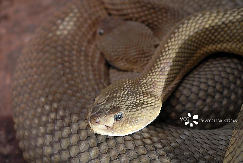 德国动物园内的墨西哥西部响尾蛇图片素材