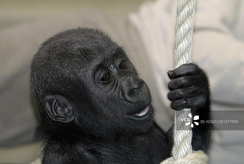 欧洲德国动物园里的年轻东部低地大猩猩图片素材