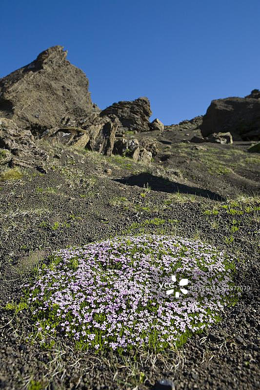 藓状女娄菜和奇特岩层，冰岛斯奈山半岛图片素材