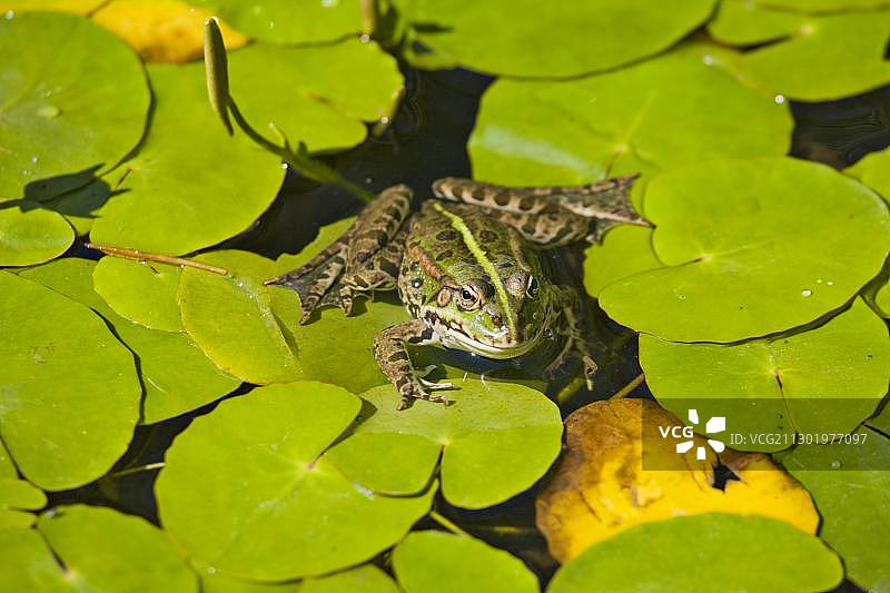 可食用青蛙图片素材