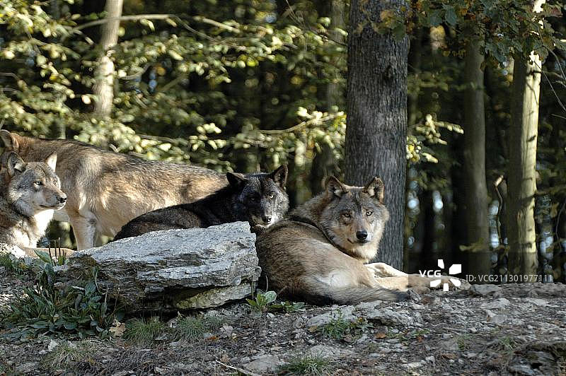 德国动物园的加拿大/阿拉斯加森林狼图片素材