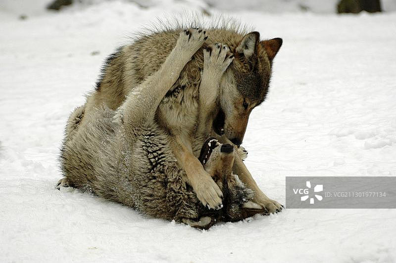 加拿大或阿拉斯加的麦肯齐河谷森林狼在欧洲德国的动物园里玩耍打斗图片素材