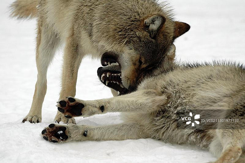 加拿大或阿拉斯加的麦肯齐河谷森林狼在欧洲德国的动物园里玩耍打斗图片素材