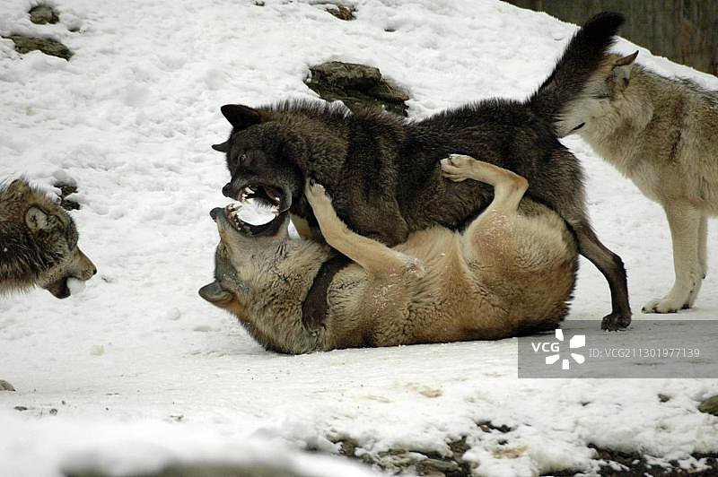 加拿大或阿拉斯加的麦肯齐河谷森林狼在欧洲德国的动物园里玩耍打斗图片素材