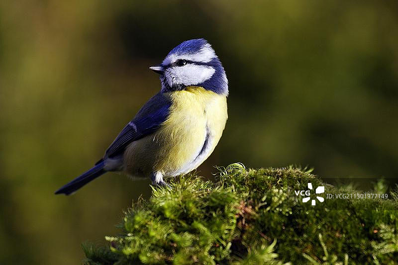 蓝山雀图片素材