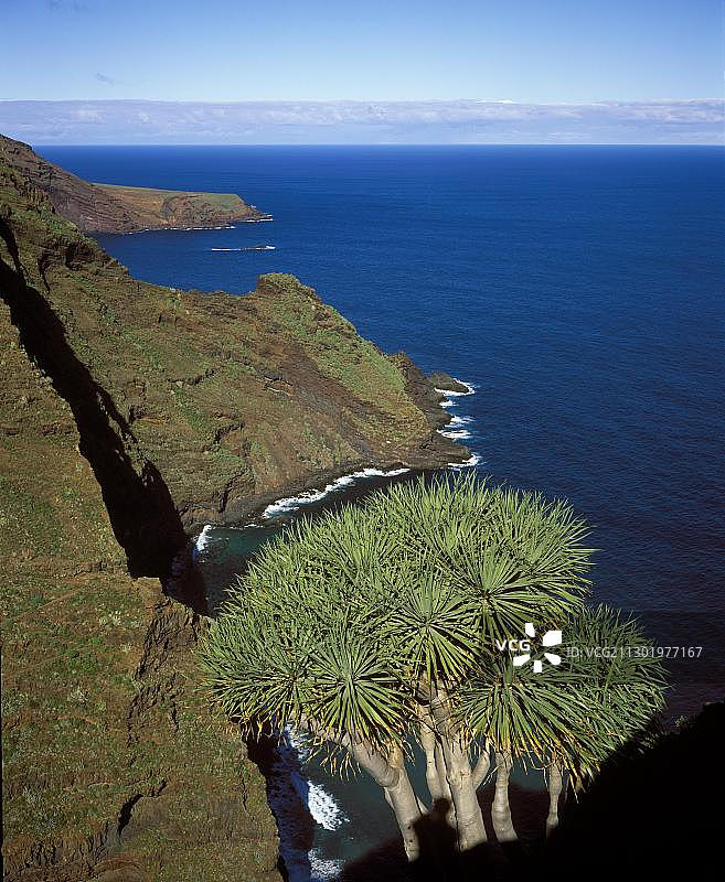 西班牙加那利群岛龙血树图片素材