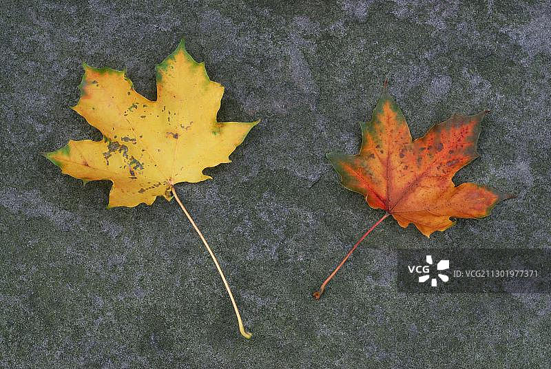 秋叶：铺在石板上的两片彩色枫叶图片素材