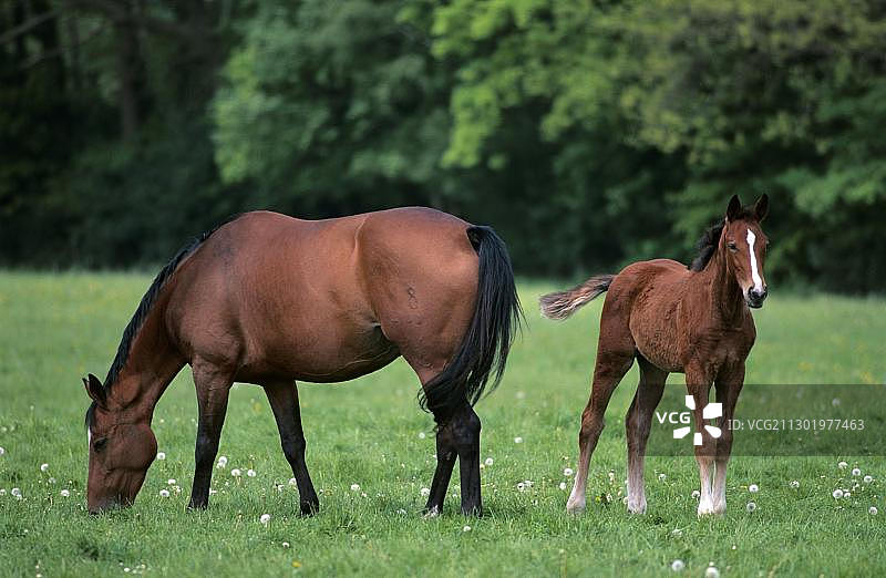 棕色母马与驹，德国下萨克森图片素材