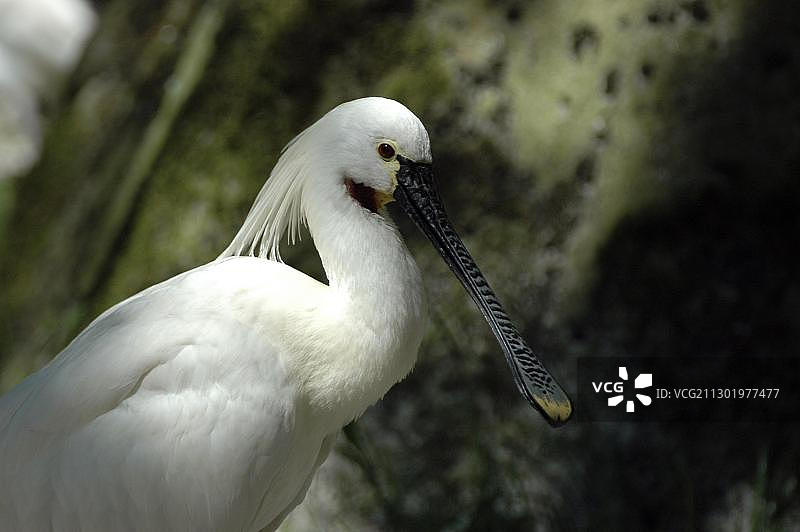 欧洲德国动物园里的白琵鹭图片素材