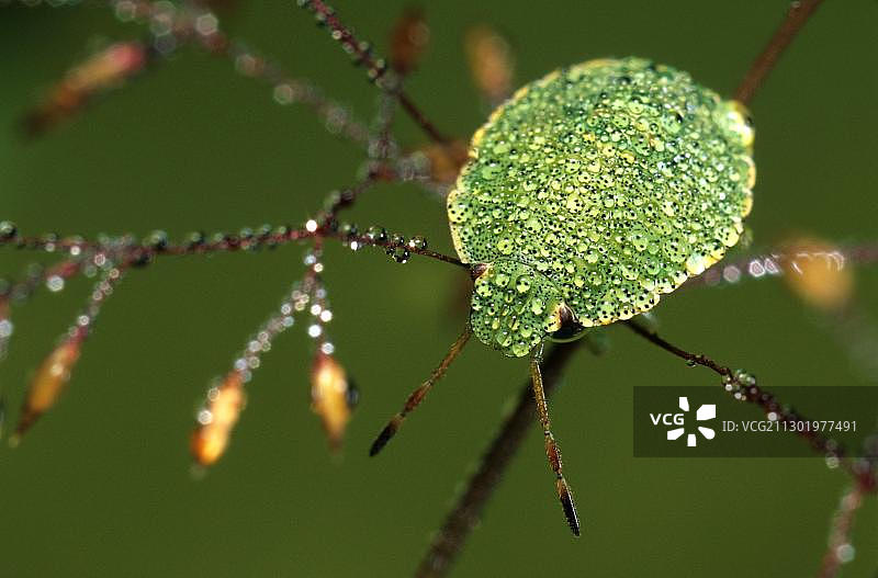 绿色椿象幼虫图片素材