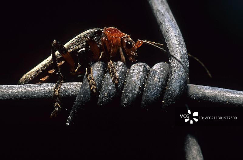 棕色花金龟图片素材