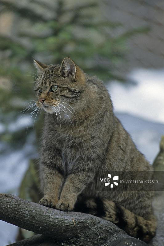 野猫（Felis silvestris）图片素材