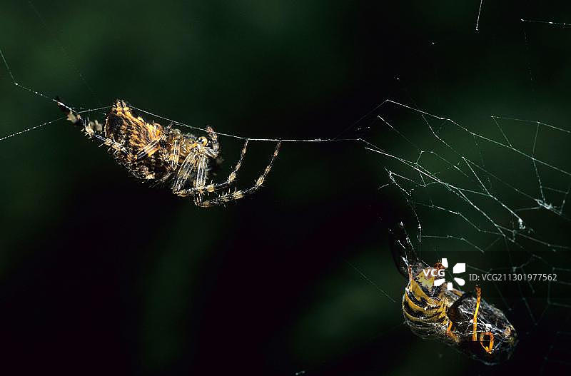 欧洲花园蜘蛛与猎物图片素材
