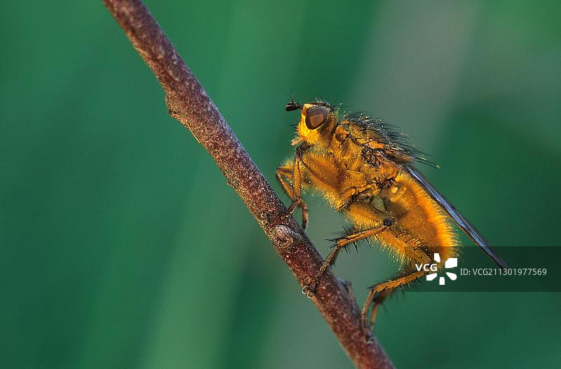 粪蝇(Scatophaga stercoraria)图片素材