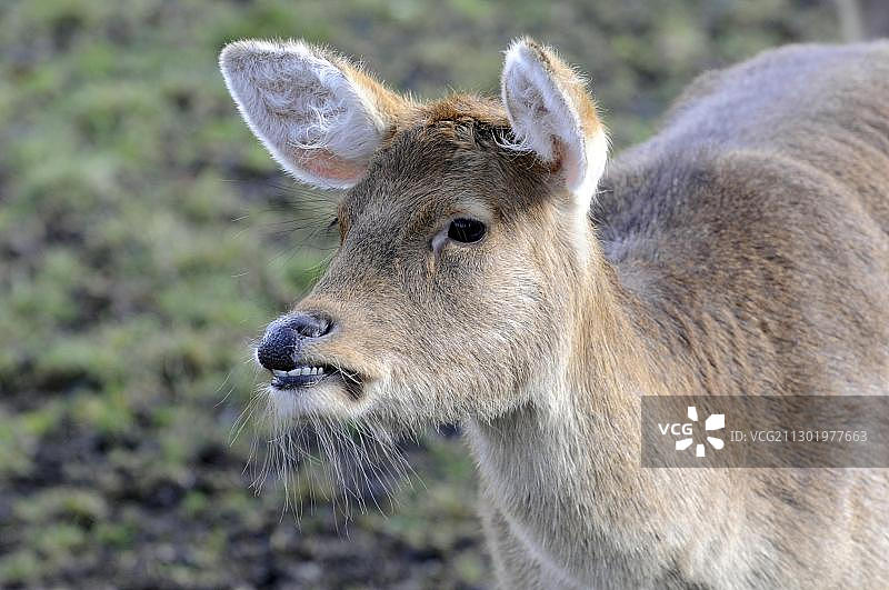 在德国巴伐利亚动物园的沼鹿图片素材