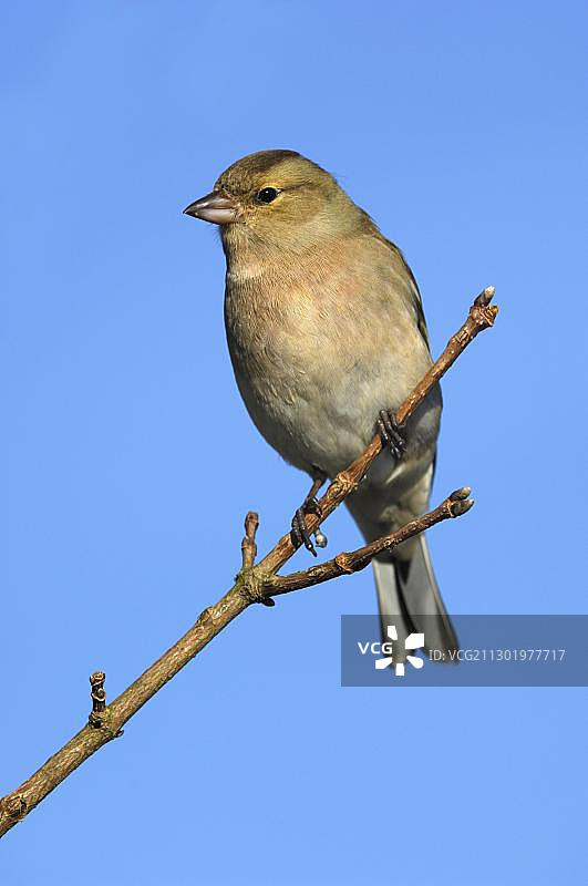 栖息在树枝上的苍头燕雀或雀图片素材