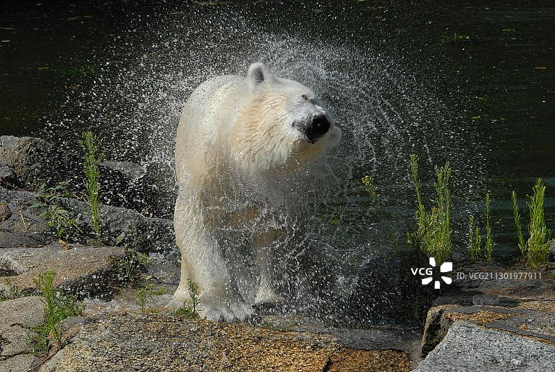 柏林动物园的北极熊图片素材