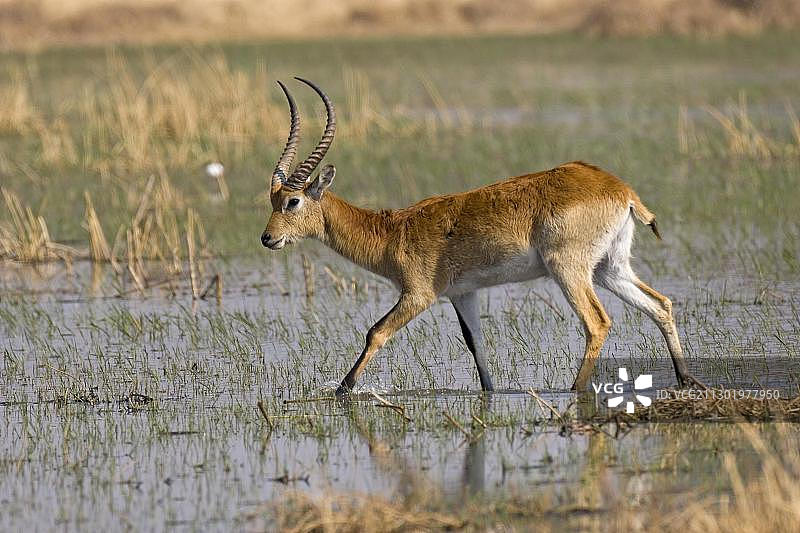 莱栖（Kobus leche），莫雷米禁猎区，博茨瓦纳，非洲图片素材