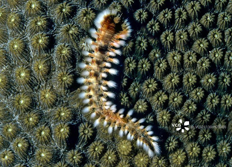 珊瑚上的须 bearded 火虫，地中海，土耳其，欧洲，亚洲图片素材