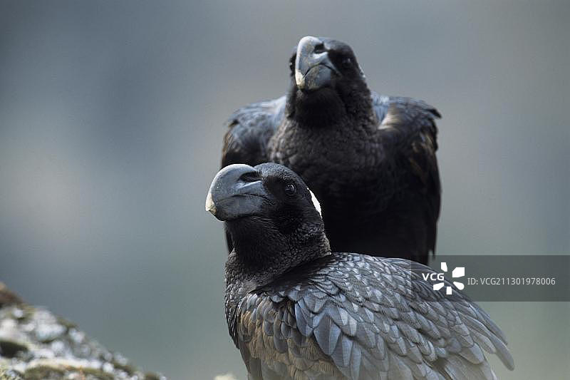 厚嘴渡鸦肖像图片素材