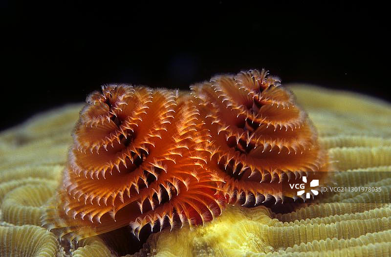 加勒比海圣诞树蠕虫图片素材