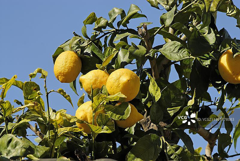 树上的柠檬图片素材