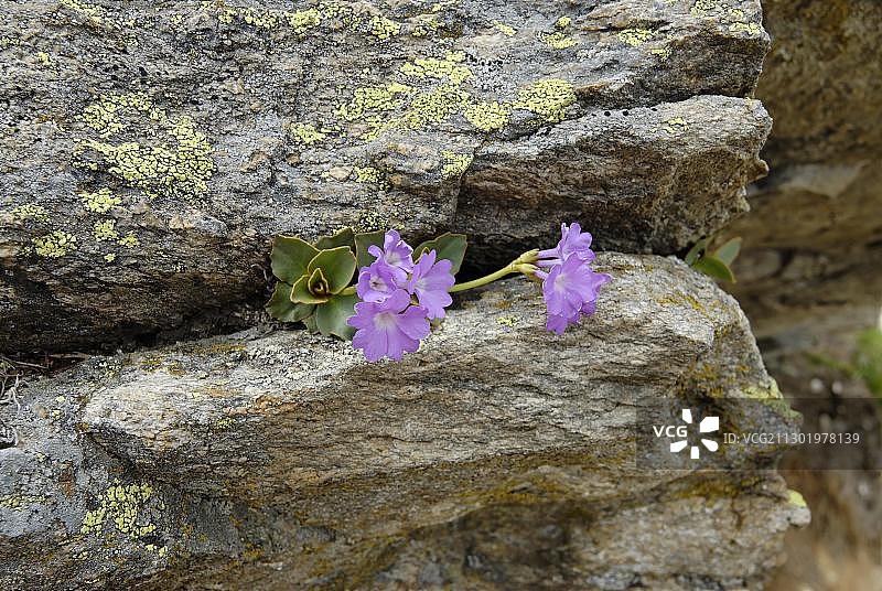 意大利格兰帕拉迪索国家公园：阿尔卑斯山区毛茛花图片素材